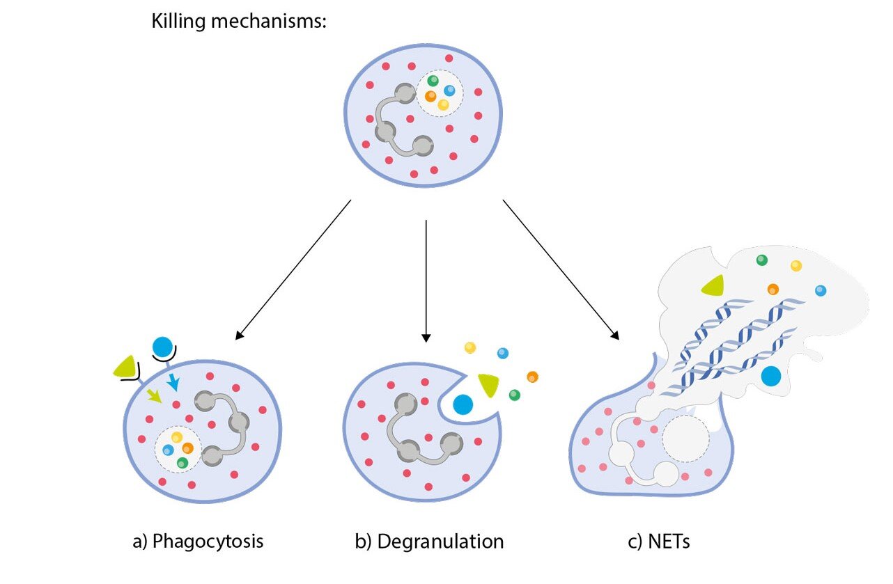 neutrophil granulocyte killing mechanism